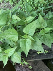 Ageratina altissima