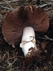 Agaricus moronii