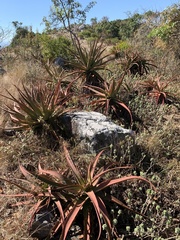 Aloe spicata