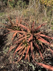 Aloe spicata