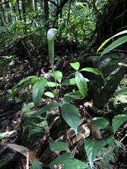Arisaema grapsospadix