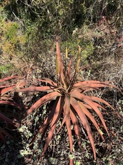 Aloe spicata