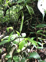 Arisaema grapsospadix