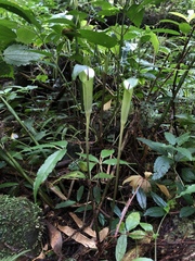 Arisaema grapsospadix