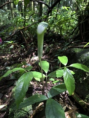 Arisaema grapsospadix