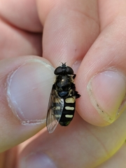 Sericomyia transversa