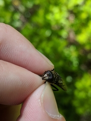 Sericomyia transversa