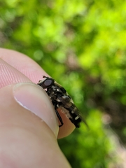 Sericomyia transversa
