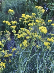 Senecio linearifolius linearifolius