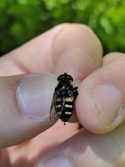 Sericomyia transversa