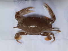 Charybdis padangensis