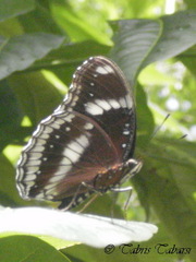 Hypolimnas bolina