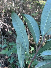 Acridocarpus natalitius natalitius
