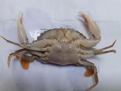 Charybdis padangensis