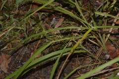 Digitaria parviflora