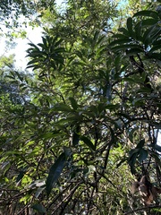 Acridocarpus natalitius natalitius