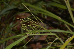 Digitaria parviflora