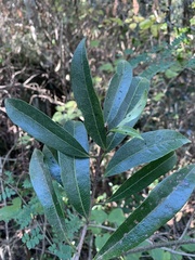 Acridocarpus natalitius natalitius