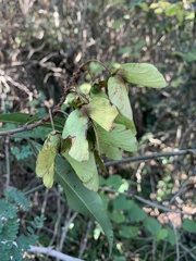 Acridocarpus natalitius natalitius