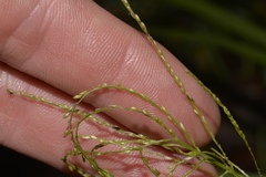 Digitaria parviflora
