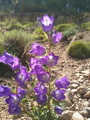 Campanula speciosa