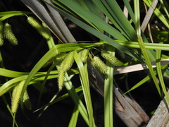 Carex pseudocyperus