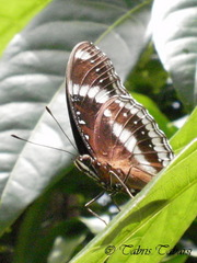 Hypolimnas bolina