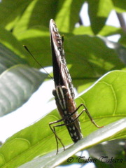 Hypolimnas bolina