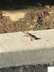 Sceloporus occidentalis