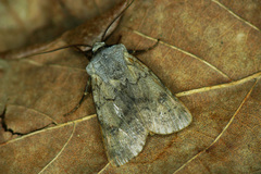 Agrotis cinerea
