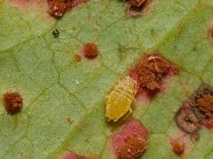 Liosomaphis berberidis