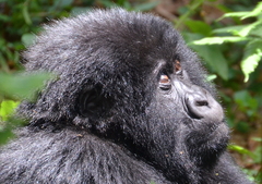 Gorilla beringei beringei