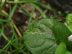 Calybites phasianipennella