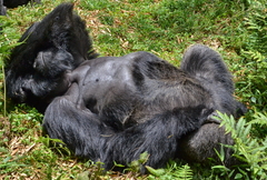 Gorilla beringei beringei