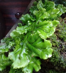 Marchantia polymorpha ruderalis