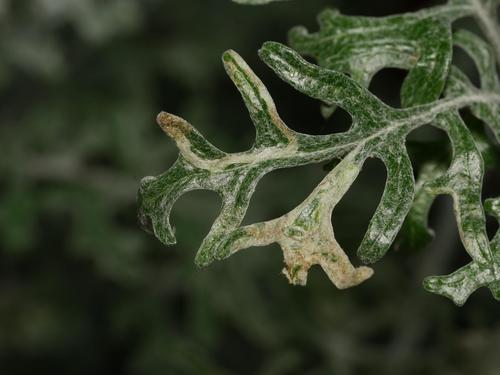 Liriomyza erucifolii