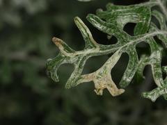 Liriomyza erucifolii