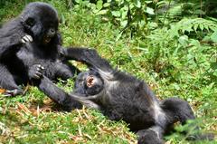 Gorilla beringei beringei
