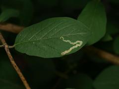 Aulagromyza cornigera