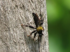 Laphria ephippium