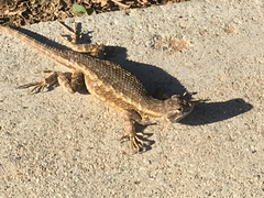 Sceloporus occidentalis
