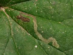 Phytomyza hendeli