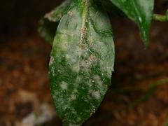 Golovinomyces magnicellulatus