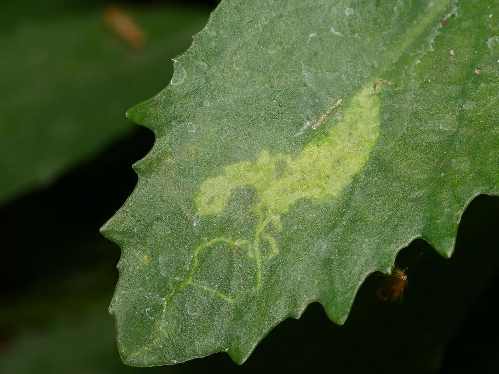 Phytomyza sedicola