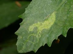 Phytomyza sedicola