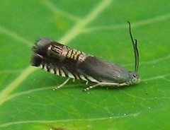 Grapholita angleseana