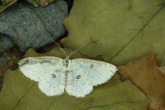 Cyclophora albipunctata