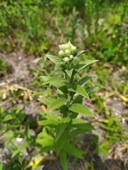 Pentanema germanicum