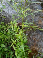 Rorippa amphibia