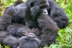 Gorilla beringei beringei